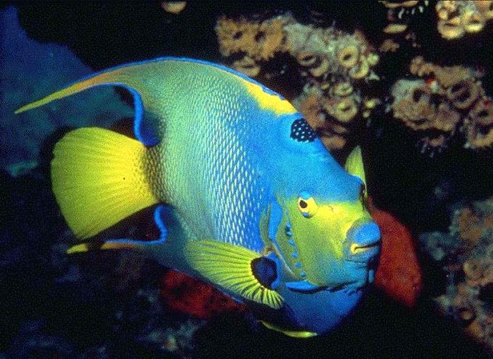 Giftun Island Excursion, snorkling bådtur fra El Gouna