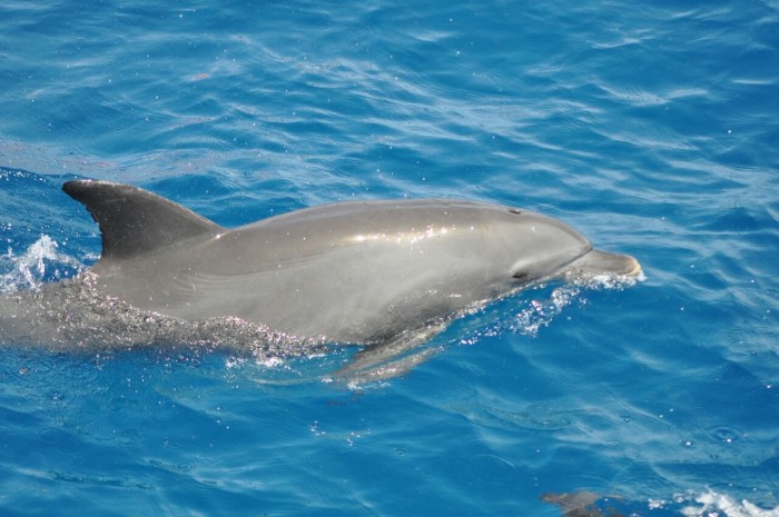 Marsa Alam svømmer med delfinsnorkling: Sataya Reef (Dolphin House)